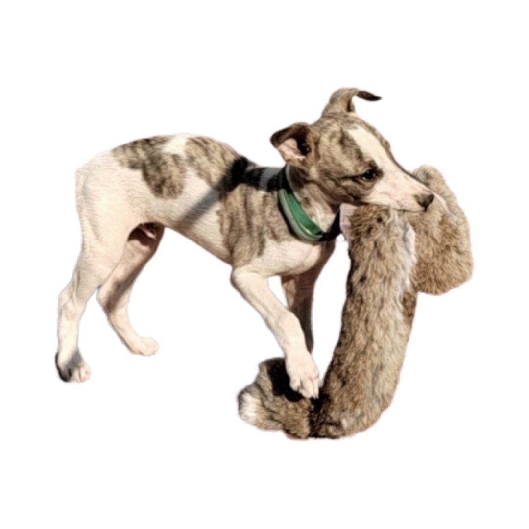 Outdoor Dog Walking Hunting Ch – Hunting Dog Outdoor Bewertung und Preis